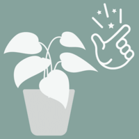 plantas de cuidado fácil