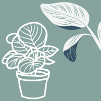calatheas