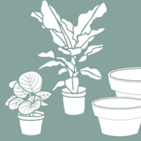 plantas con maceteros