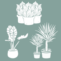 packs de plantas