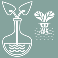 plantas hidropónicas