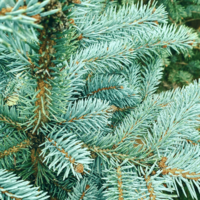 picea pungens