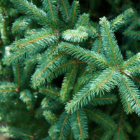 picea omorika y otras piceas