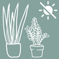 plantas de interior poca luz