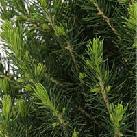 picea glauca