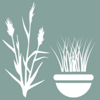 hierbas ornamentales