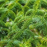 abies fraseri