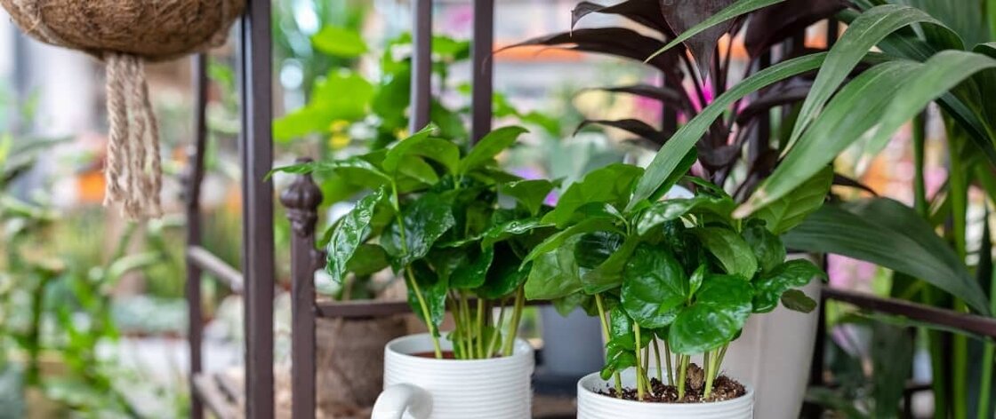 plantas que crecen rápido