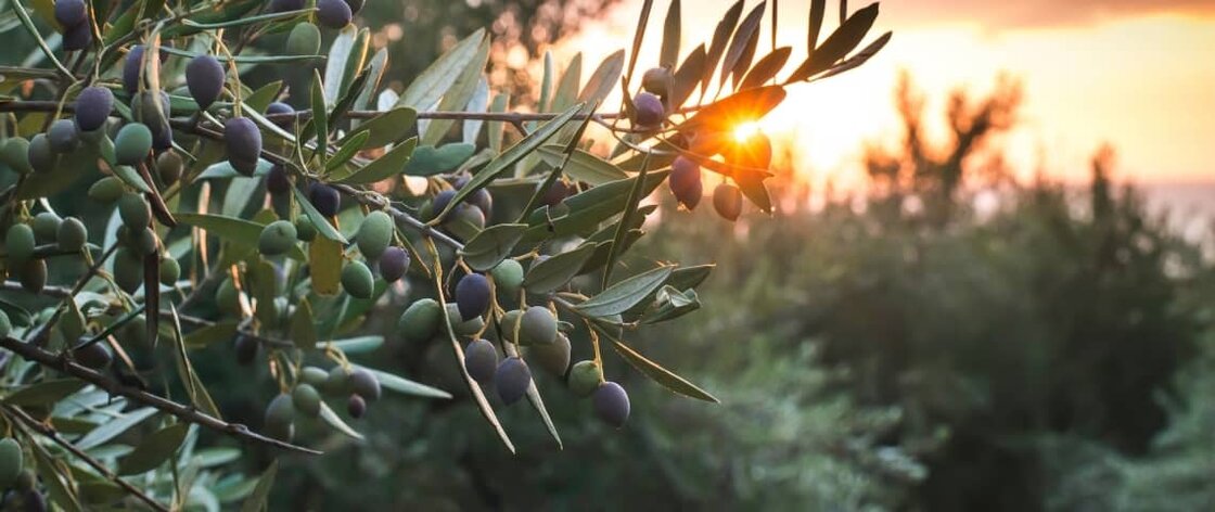 plantas del mediterráneo