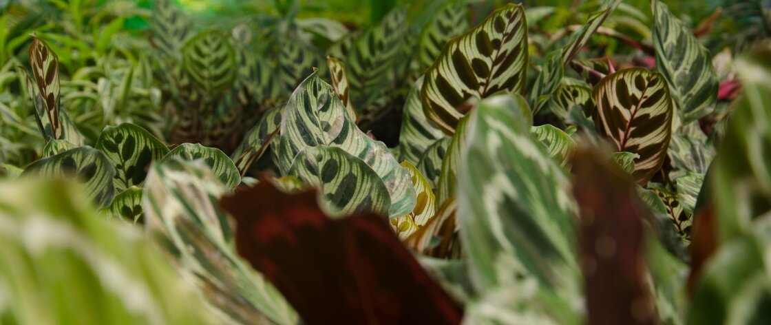 calatheas