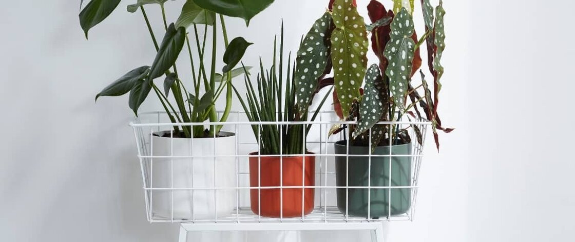 plantas con maceteros