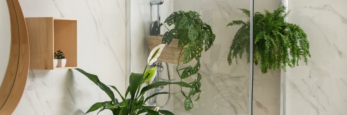 plantas para baños