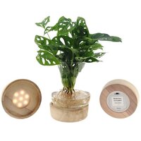 monstera planta hidroponica en cristal LED