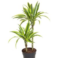 Dracaena lemon lime 100cm