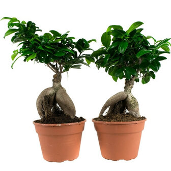 duo Ficus ginseng bonsai