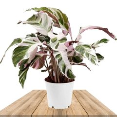 calathea white fusion