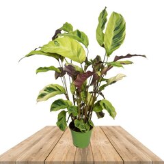 calathea yellow fusion