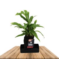 lova microsorum punctatum