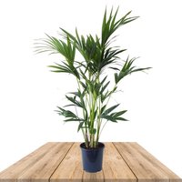 palmera kentia 100cm