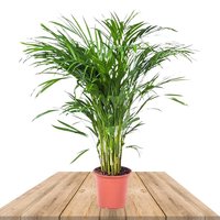 palmera areca 90cm