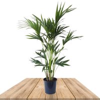 kentia 110cm
