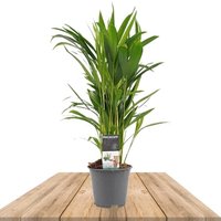 areca 55cm