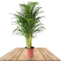 palmera areca 105cm