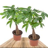 duo pachira acuatica
