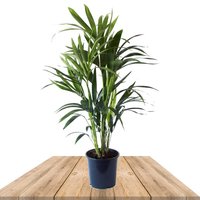 palmera kentia 65cm