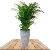 areca 110cm