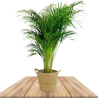 areca 110cm