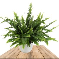 nephrolepis exaltata 60cm