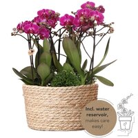 set de 3 orqu&iacute;deas moradas