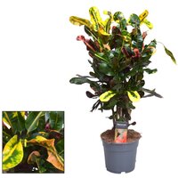 Croton mammi