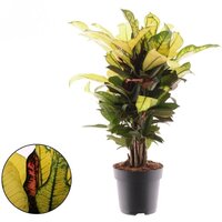 CROTON WILMA 55CM (CODIAEUM VARIEGATUM)