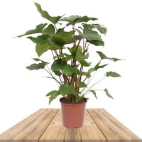 Homalomena Rubescens Maggy