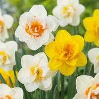 narcisos dobles