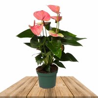 Anthurium rosa
