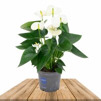 Anthurium blanco