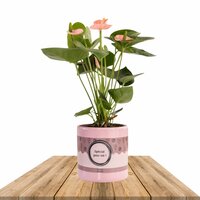 Anthurium rosa en mace