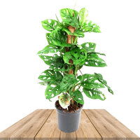 monstera obliqua con tutor