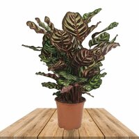 Calathea makoyana