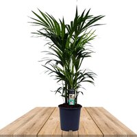 palmera kentia 120cm