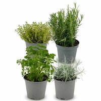 mix de plantas arom&aacute;ticas