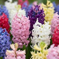 jacintos de colores