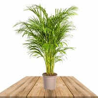 areca 120cm