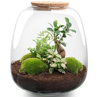 terrario de plantas para montar