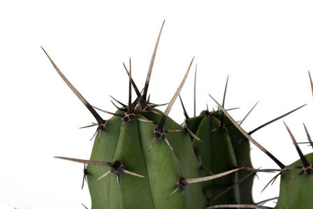 cactus garambullo