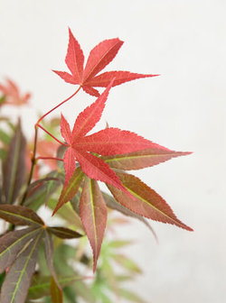 hojas arce japonés rojo
