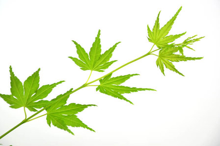 hojas arce japonés verde